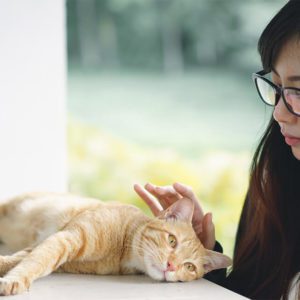 Diploma in Pet Cat Care and Grooming