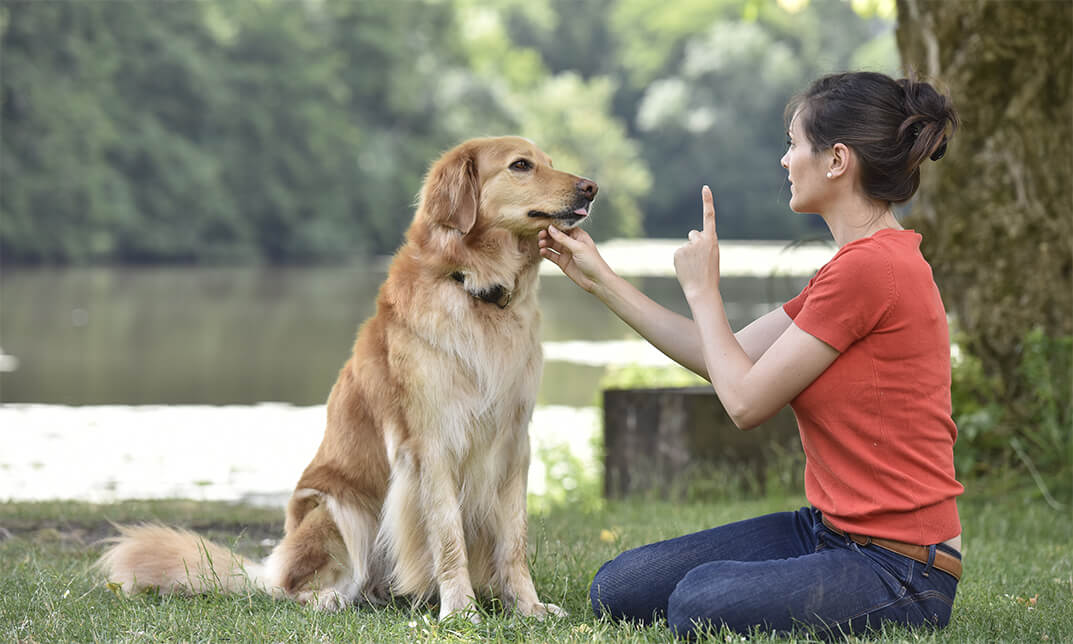 stop dog barking training