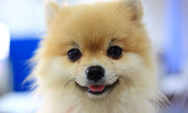 Dog Grooming Diploma