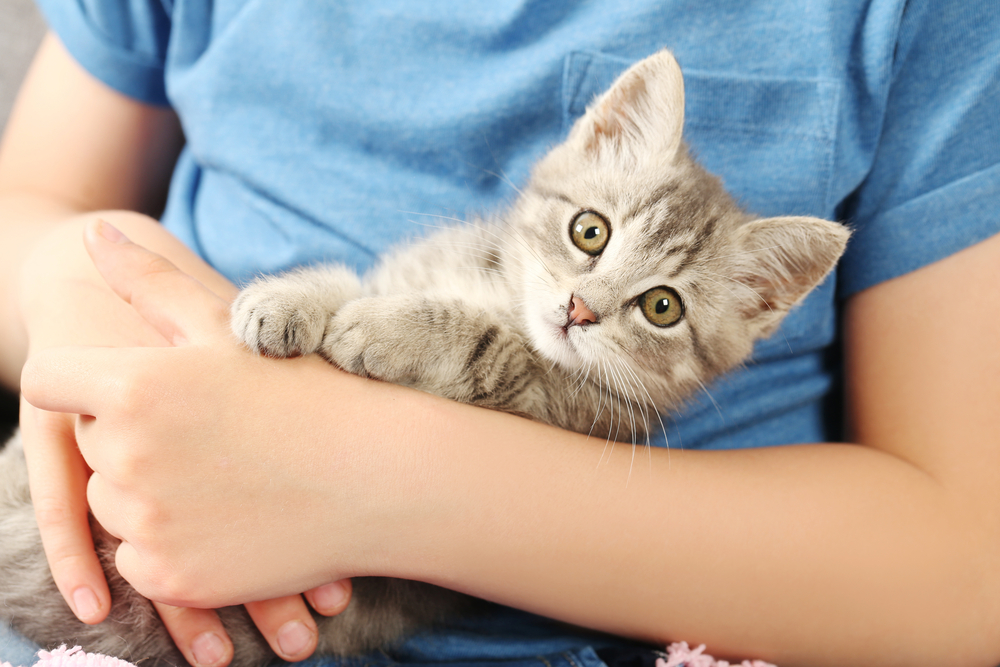 Animal & Pet Care Diploma