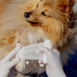 Pet First Aid