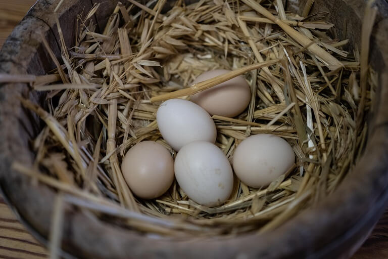 Chicken eggs in a nest