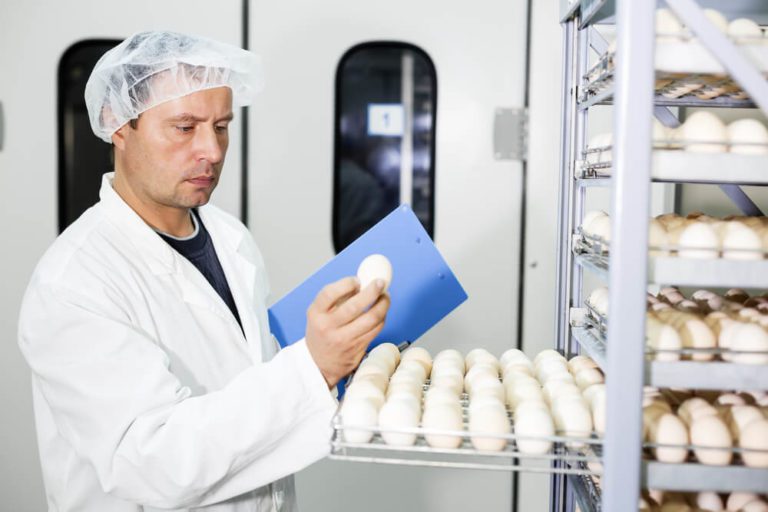 Egg incubator in a poultry farm