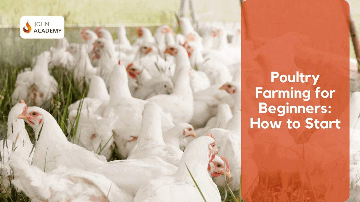 Poultry Farming for Beginners How to Start