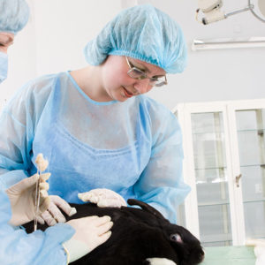 Animal Science & Biotechnology Course