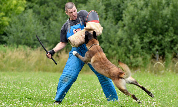 Dog Training – Stop Dog Attacks
