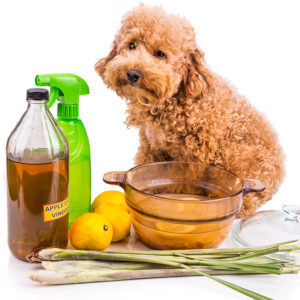 Natural Remedies for Dog