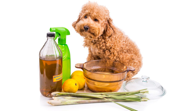 Natural Remedies for Dog