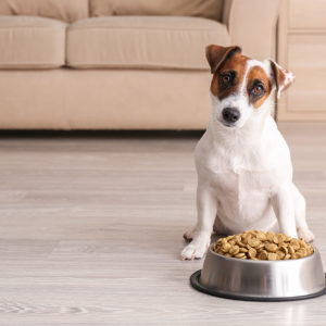 Accredited Dog Nutrition Course