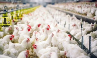 Diploma in Poultry Farming
