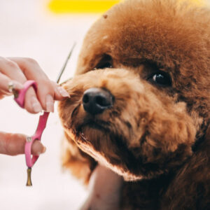 Dog Grooming Care