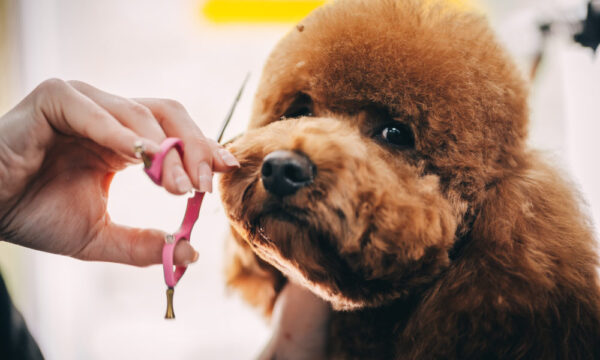 Dog Grooming Care