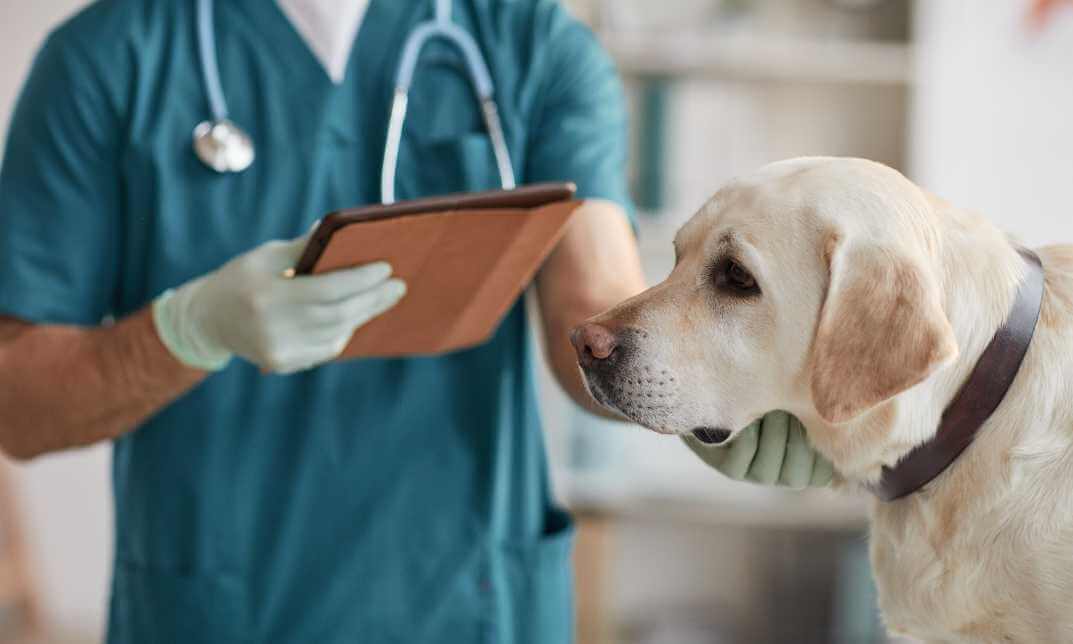 Dog Health Care