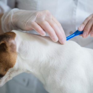 Training for Dog Parasite Care