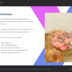 Diploma in Poultry Farming1