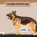 Dog Breeds and Anatomy Course