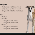 Dog Breeds and Anatomy Course2