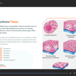 Human Anatomy & Physiology Diploma2