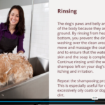 Master Dog Cleaning2