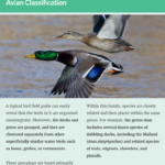 Ornithology11