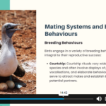Ornithology (Study of Birds) Course