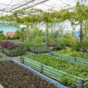 Urban Farming and Gardening