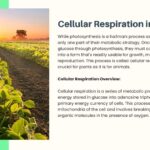 Plant Science2
