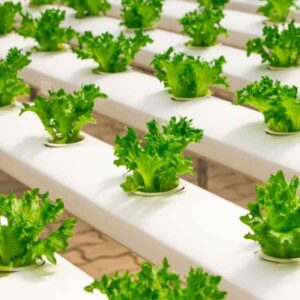 Hydroponic Farming At Home
