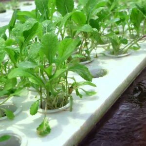 Aquaponics