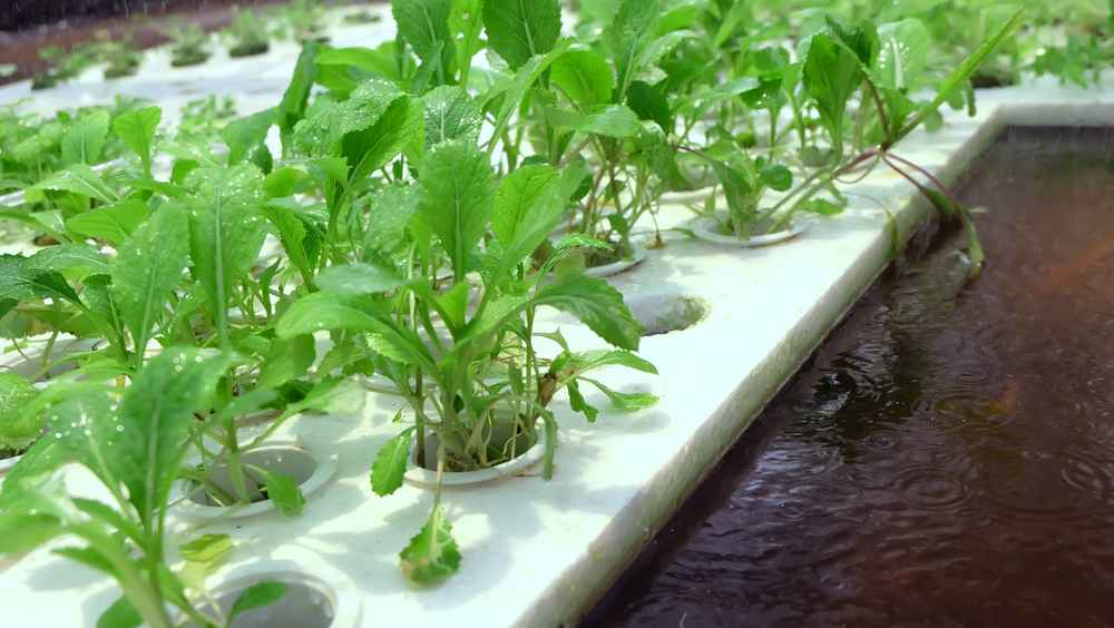 Aquaponics