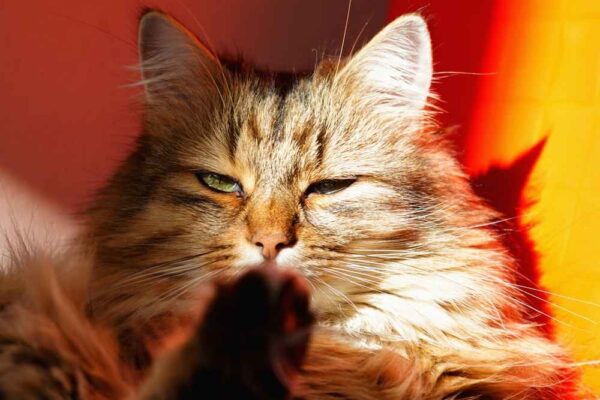 Feline Behaviour And Psychology