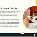 Feline Behaviour4