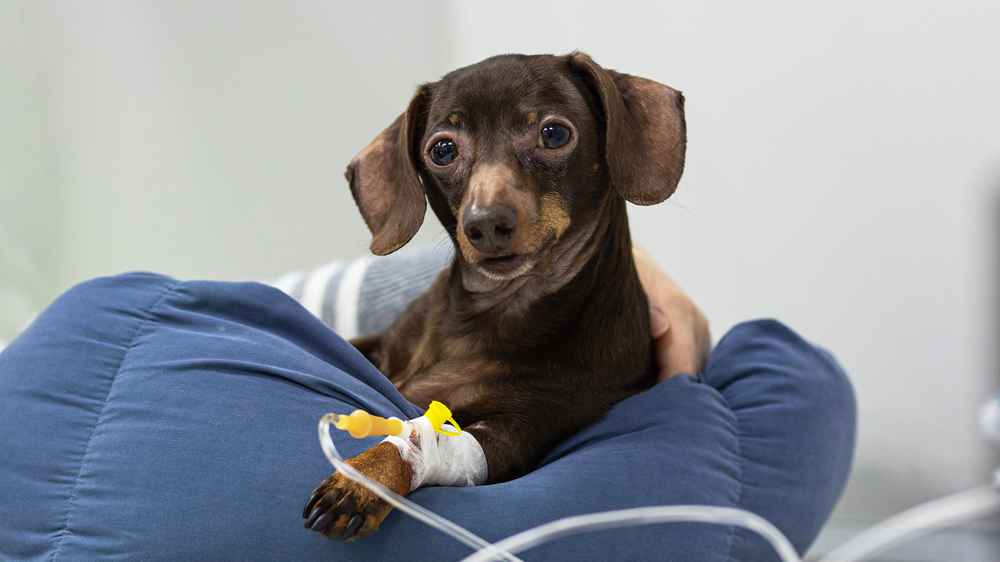 Canine Emergency Care Training